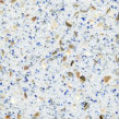 Exotic Sample 387 - Terrazzo with Cobalt Blue Glass and Mother of Pearl